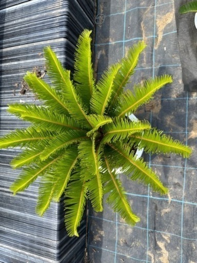蘇鉄 ソテツ 植木 引き取り限定 No.12