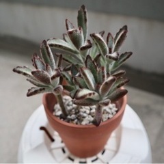 【お渡し済】多肉植物　カランコエ　月兎耳