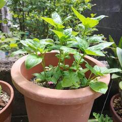 野菜プランター各種　家庭菜園