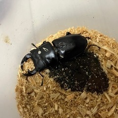 受付終了しました