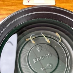 めだか販売の画像