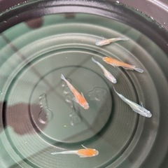 めだか販売の画像
