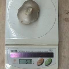ジャンボニンニク　玉　【600グラム】の画像