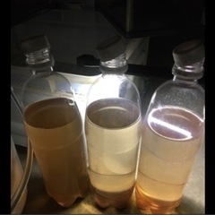 ゾウリムシ　めだか　金魚　針子にの画像