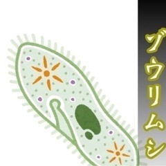 ゾウリムシ　めだか　金魚　針子に