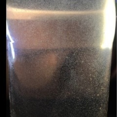 ゾウリムシ　めだか　金魚　針子にの画像