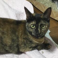 賢いサビ猫ちゃん　抱っこできます。