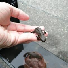 アカハライモリの画像