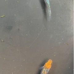 🌸宮桜3匹セット🌸の画像