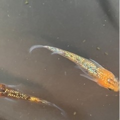 🌸宮桜3匹セット🌸の画像