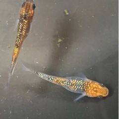 🌸宮桜3匹セット🌸