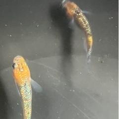 🌸宮桜3匹セット🌸の画像