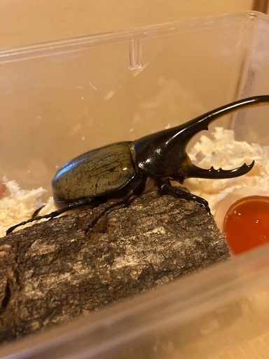 カブトムシ　ヘラクレスオオカブト　♂♀ペア　2024年6月生まれ