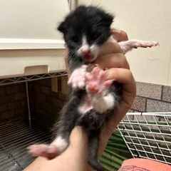 生後1週間捨て猫