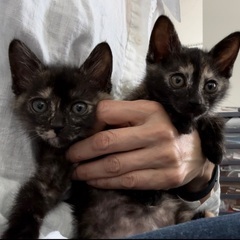 可愛い子猫の里親募集