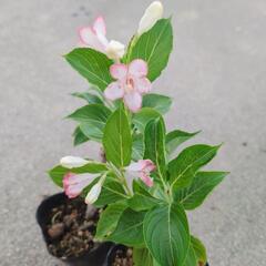 ウツギ　挿し木　苗木