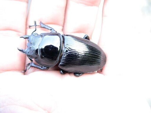 希少熊本産オオクワガタ生体★天然WILD雌持腹出しWILD直仔 累代WF1個体 雄67mm 雌42mmペア（国産オオクワガタ　熊本県産オオクワガタ)