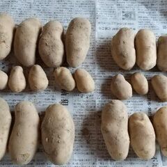 じゃがいも ピルカ