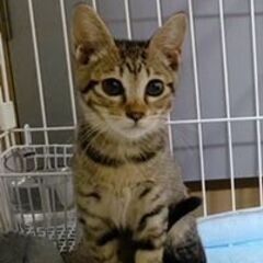 人慣ればっちり！かわいいキジトラの女の子きなこちゃん。