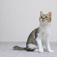 生後１年未満の美人ニャン子です♡