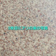 アリの巣駆除