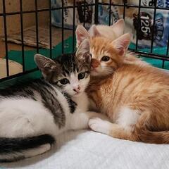 2ヶ月の子猫です！(受付一時停止中)