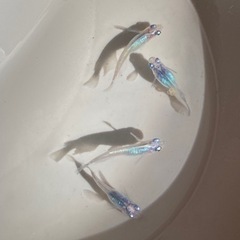 ② メダカ　しずく　2ペア
