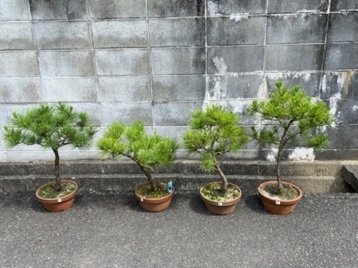 盆栽　黒松　10鉢