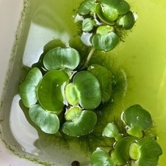 メダカの産卵床や日陰作りに！ヒメホテイ草１個 