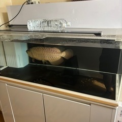 初期トライホーンドラゴン ウルトラレアアクリル1200水槽