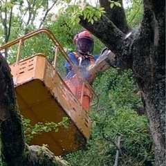 特殊伐採、造園やってます。