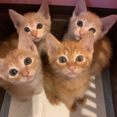 生後45日　茶トラ仔猫　そっくり４兄弟