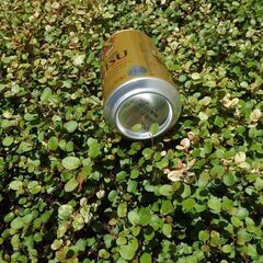 ワイヤープランツ