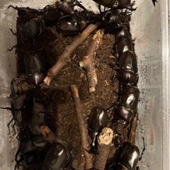カブトムシの画像