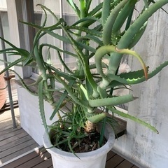 キダチアロエ10号鉢の画像