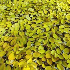 【水草】オオサンショウモ