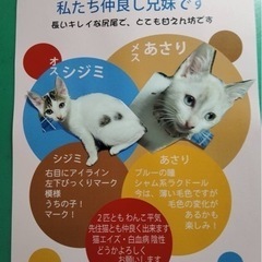 子猫２匹　至急里親募集