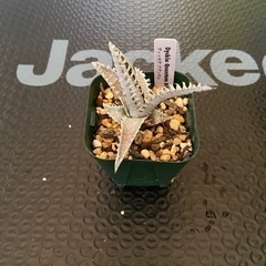 多肉植物　ディッキア　クアンタム　その1