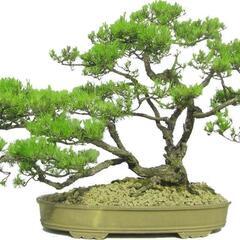 誰か盆栽教えてください