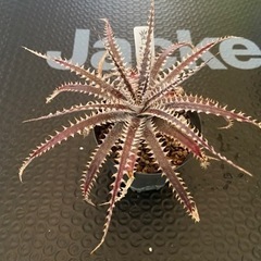 多肉植物　ディッキア　4OJS xxx1-2 x Jaws