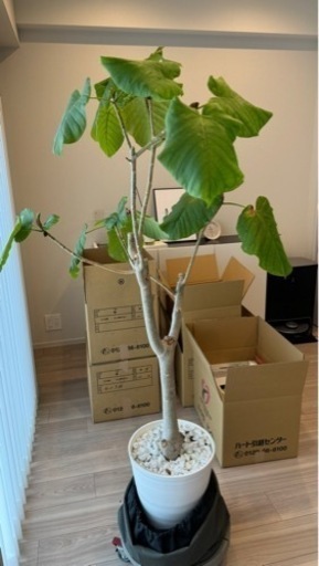 ウンベラータ（自然樹形） 10号 セラアート鉢 白色