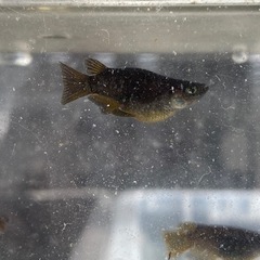 メダカ屋　メダカビレッジ