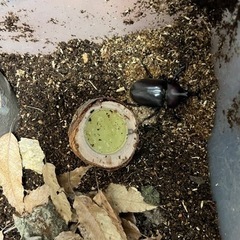 国産カブトムシ(飼育個体)の画像