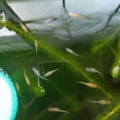 三色メダカの若魚２０匹【お取り引き中】