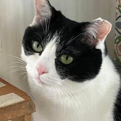 癒し系ゴロゴロスリスリお出迎え猫さん