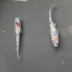 現物　三色ラメ体外光　メダカ
