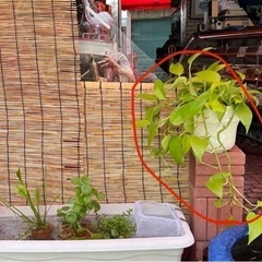 観葉植物　ポトス(ライム)