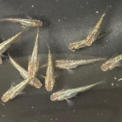 琥珀ラメ背鰭無し13匹