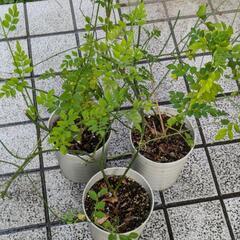 ジャスミンの苗