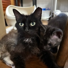 長毛ゴージャスな黒猫🐈‍⬛女の子♡人好きです(*´`)